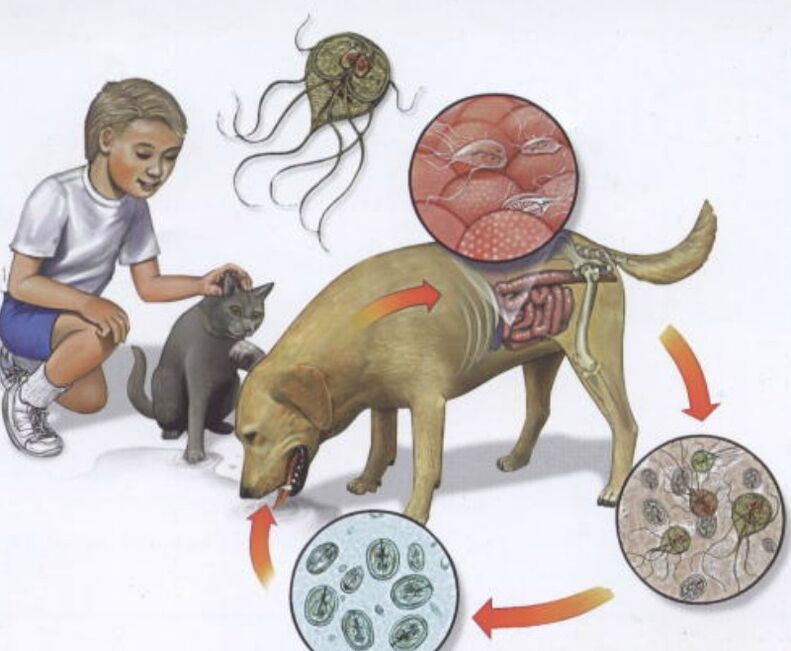 How do parasitic infections occur