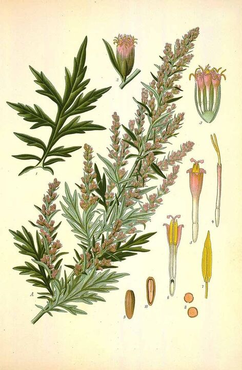 bitter wormwood to clear parasites