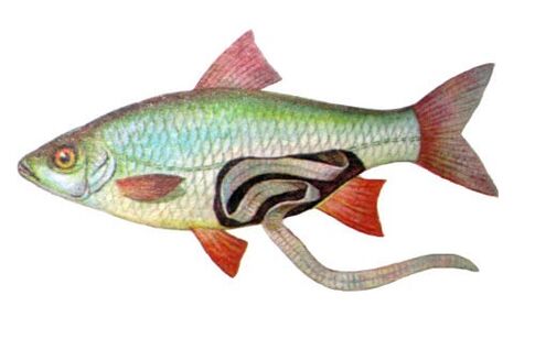 fish as a source of human infection with parasites