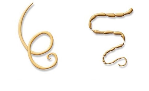 human parasites of roundworms and tapeworms