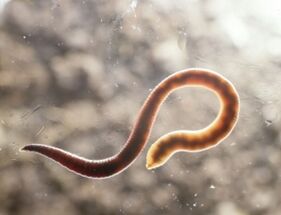 human worm parasite