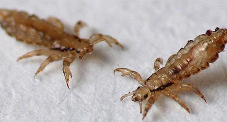 Head lice are ectoparasites that cause lice.