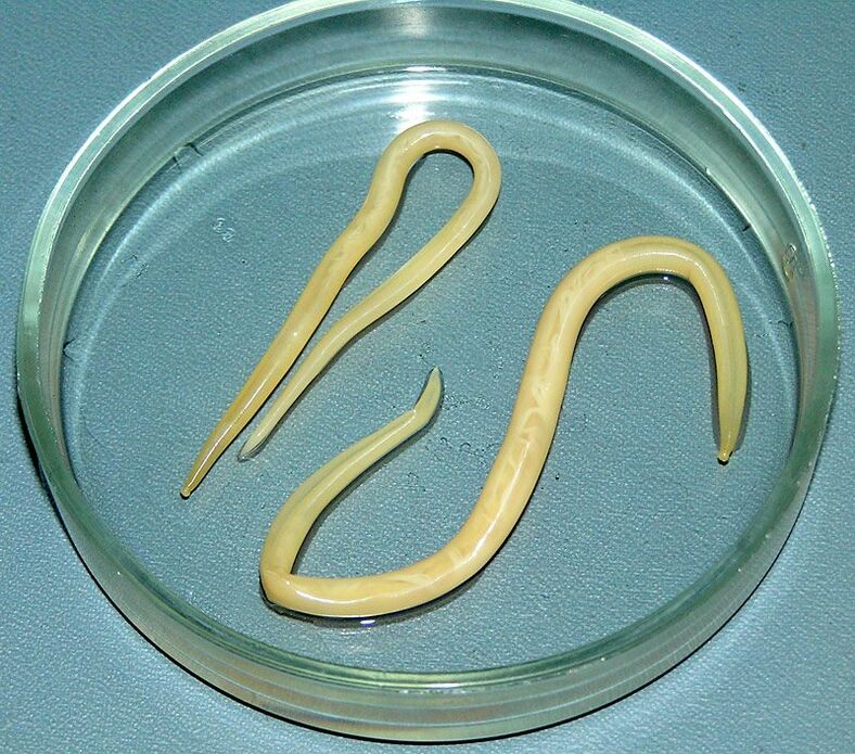 Roundworms attack the digestive system, lungs and heart of humans